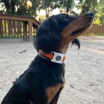 Funda AirTag per a Collar - Botiga Online iServices