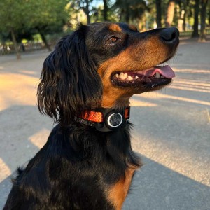 Funda AirTag per a Collar - Botiga Online iServices