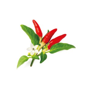 Click and Grow Kit Grow Anything - iServices®