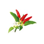 Click and Grow Kit Grow Anything - iServices®