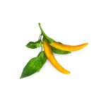 Click and Grow Kit Grow Anything - iServices®