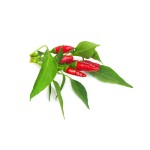 Click and Grow Kit Grow Anything - iServices®