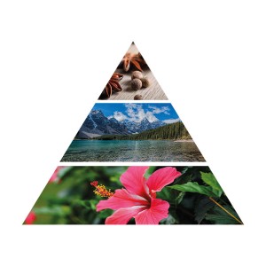 Pirámide Olfativa del Aceite Esencial para Difusor iServices